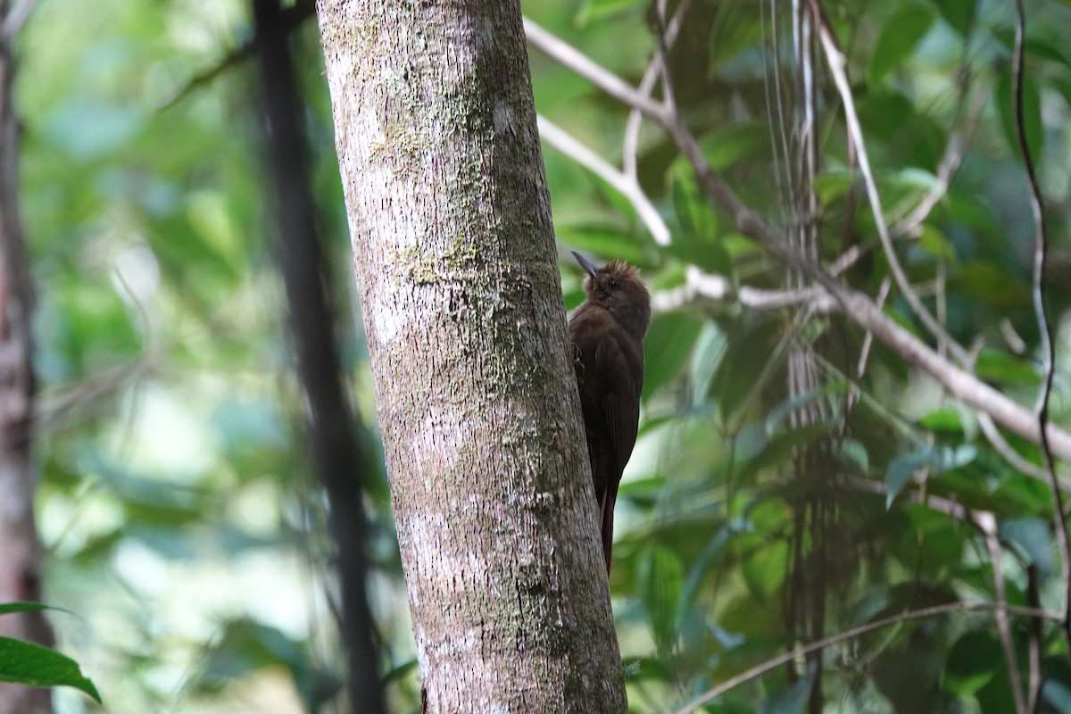 Plain-winged Woodcreeper (Plain-winged) - ML642325128