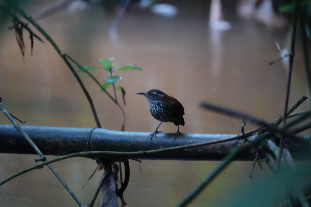 Sharp-tailed Streamcreeper - ML642325132
