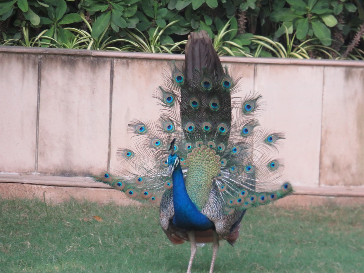 Pfau - ML642325136