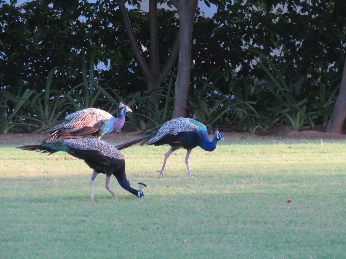 Pfau - ML642325137