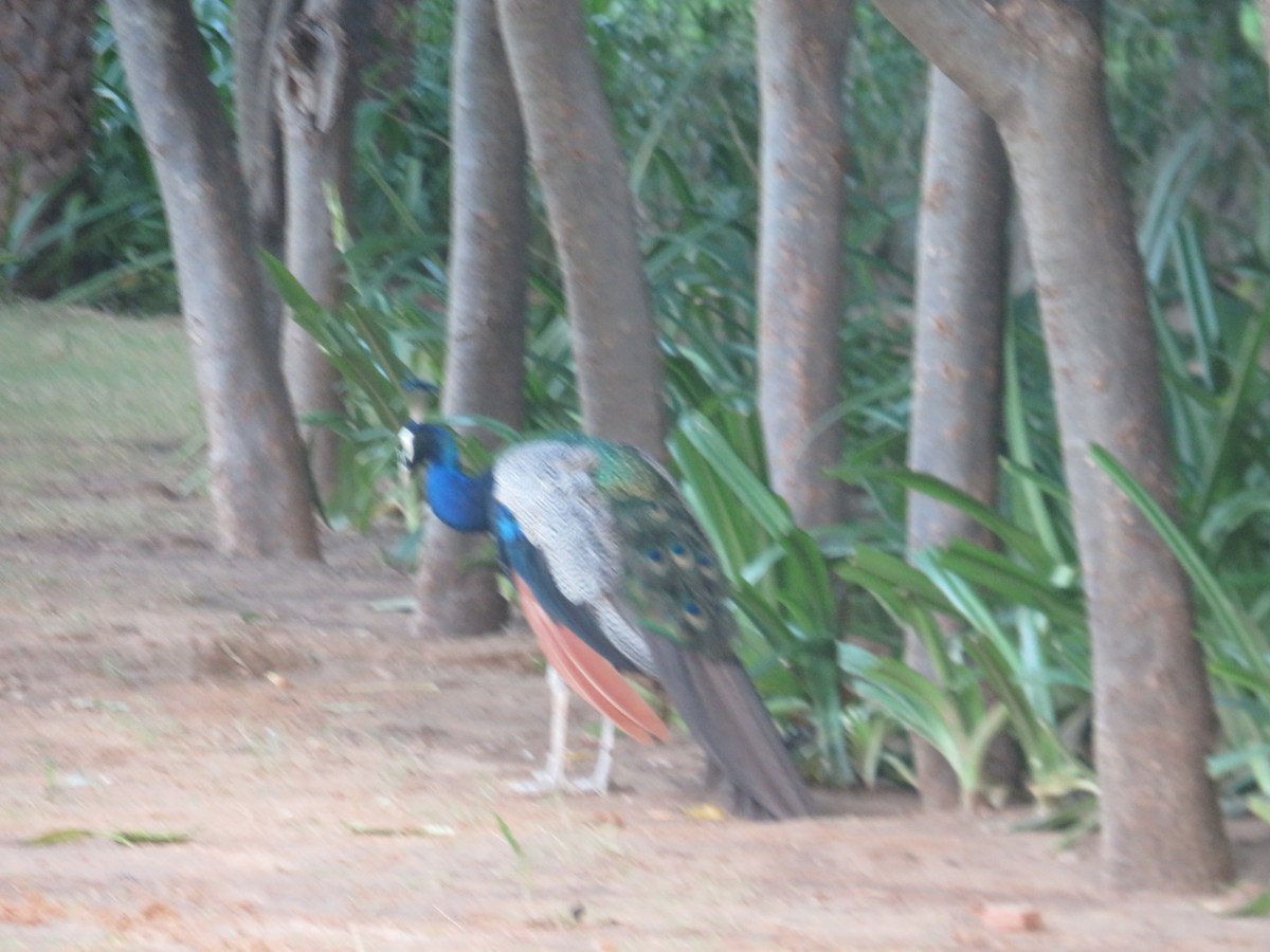 Pfau - ML642325138