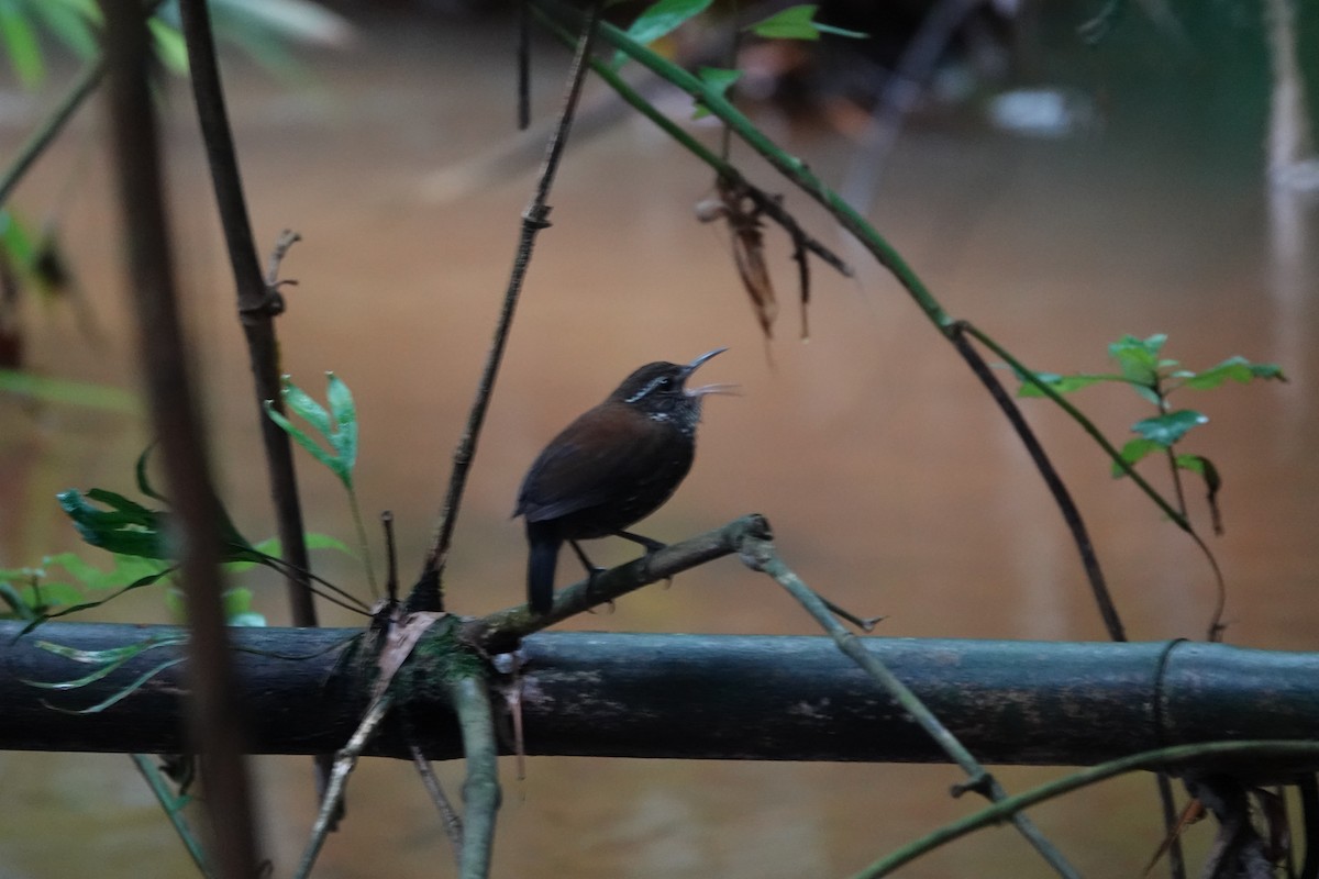 Sharp-tailed Streamcreeper - ML642325141