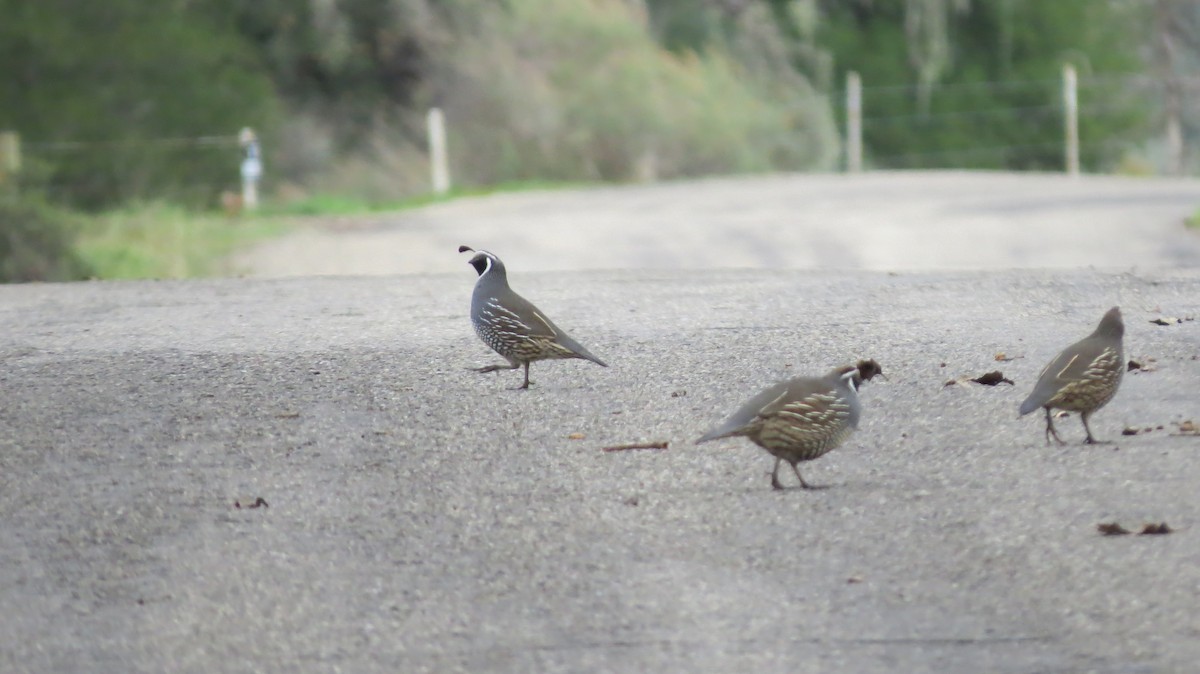 California Quail - ML642325159