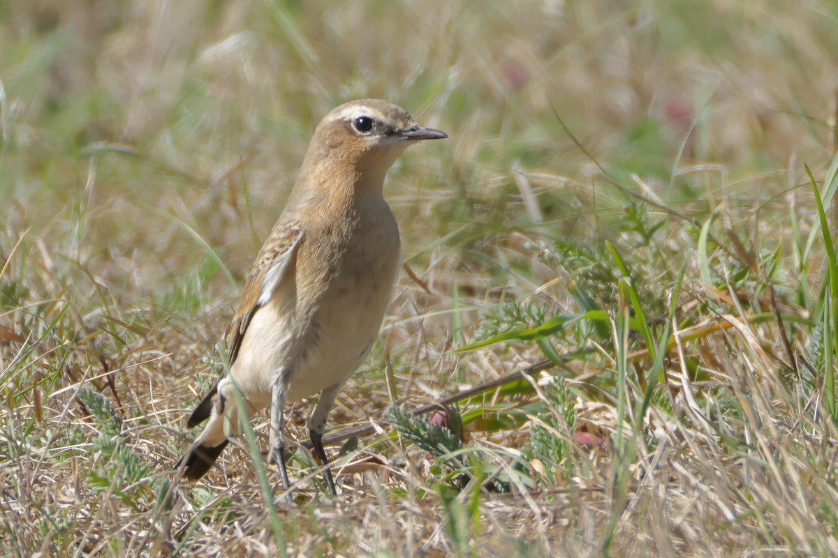 Northern Wheatear - ML642325171