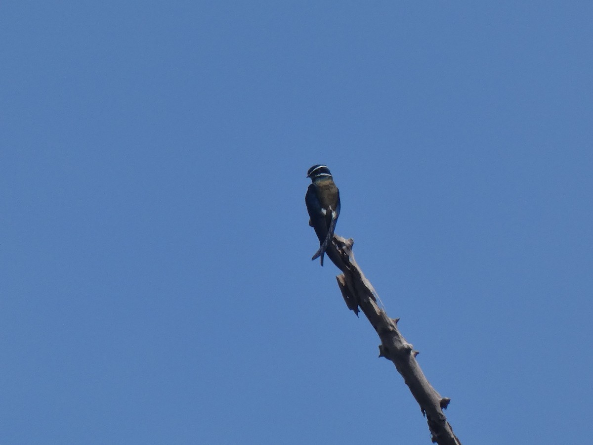 Whiskered Treeswift - ML642325201