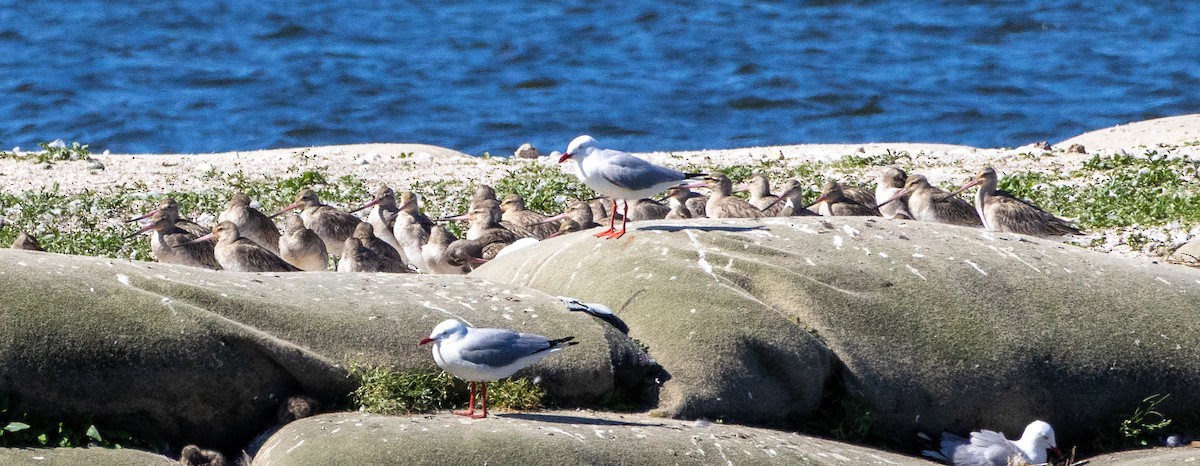 Bar-tailed Godwit (Siberian) - ML642325207