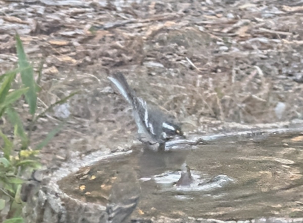 Black-throated Gray Warbler - ML642325211