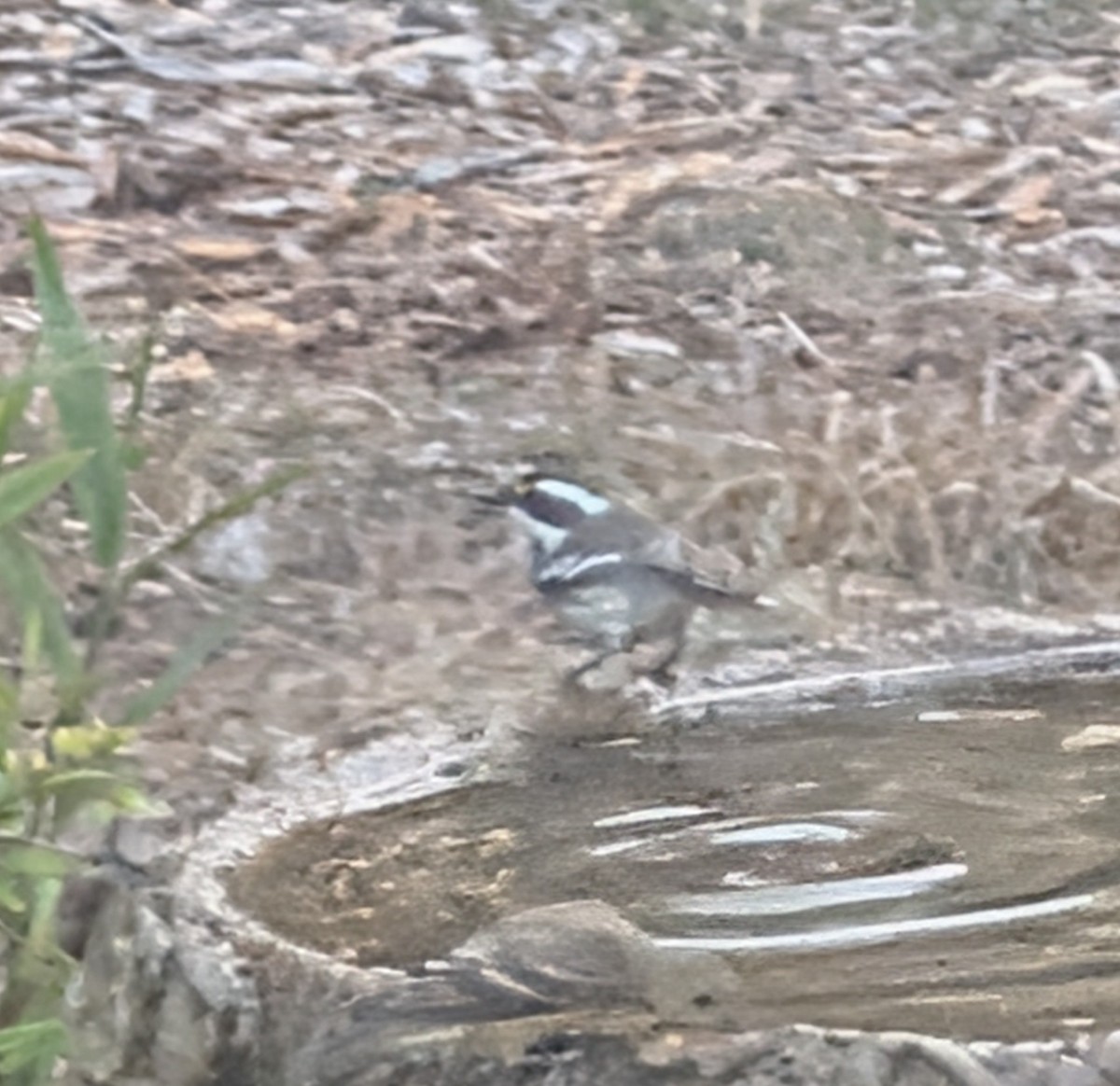 Black-throated Gray Warbler - ML642325212