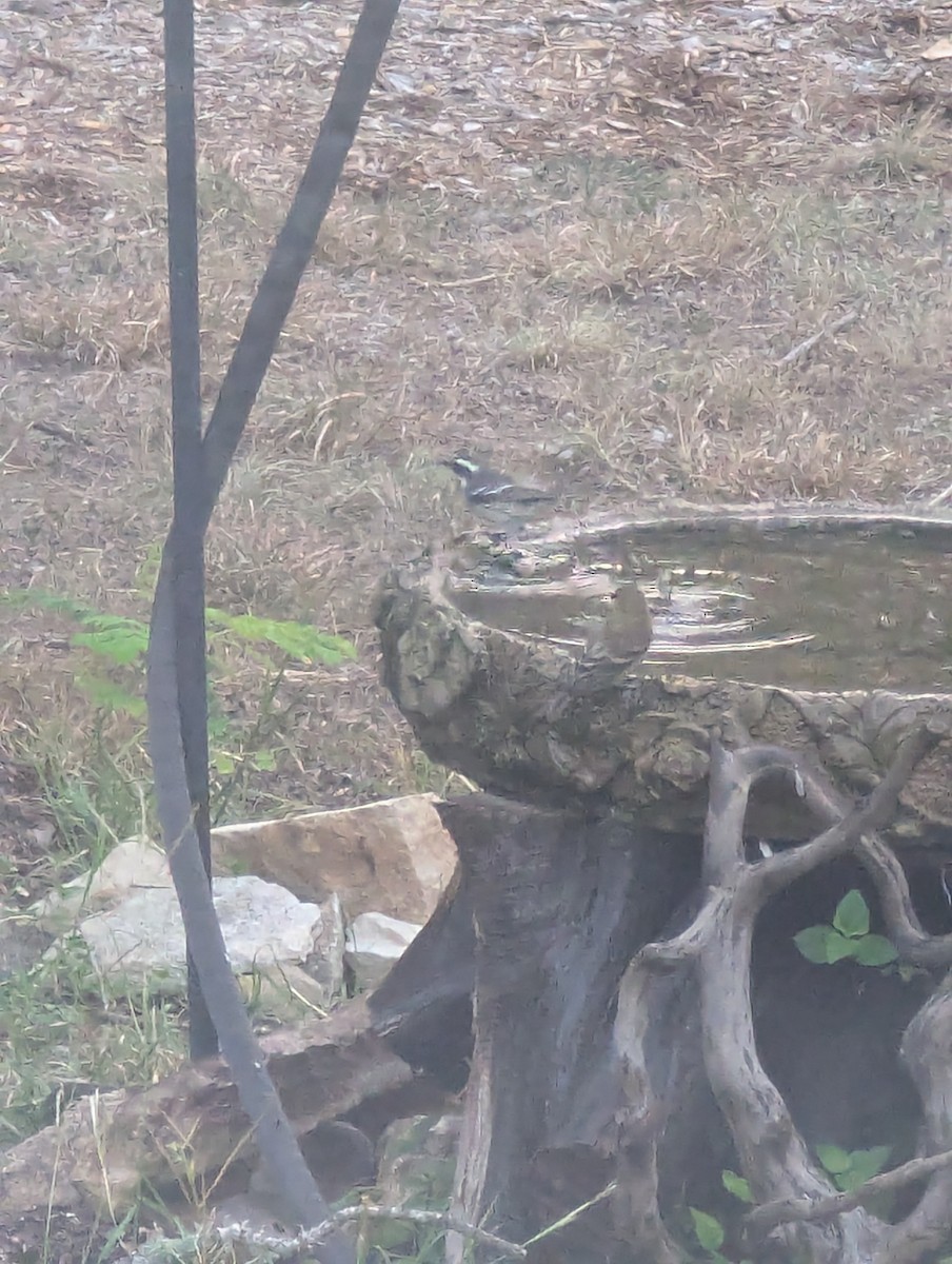 Black-throated Gray Warbler - ML642325213