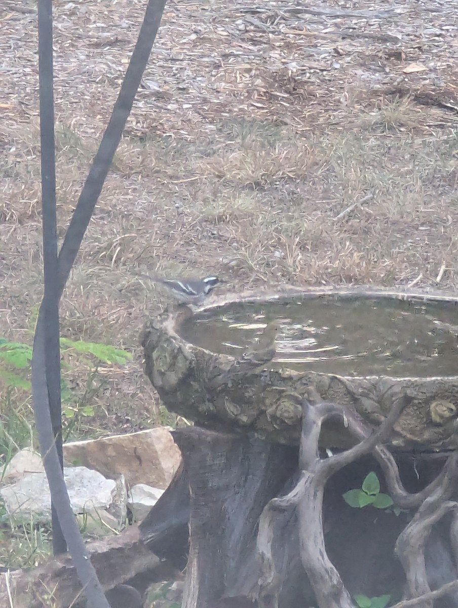 Black-throated Gray Warbler - ML642325214