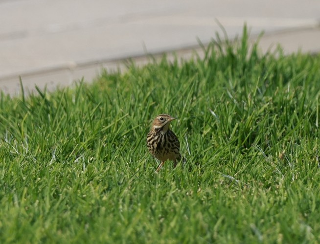 Red-throated Pipit - ML642325234