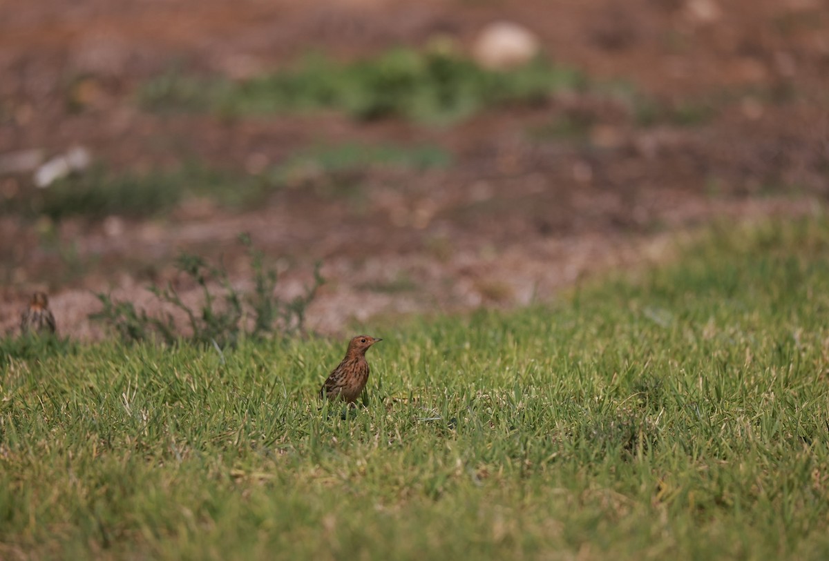 Red-throated Pipit - ML642325235