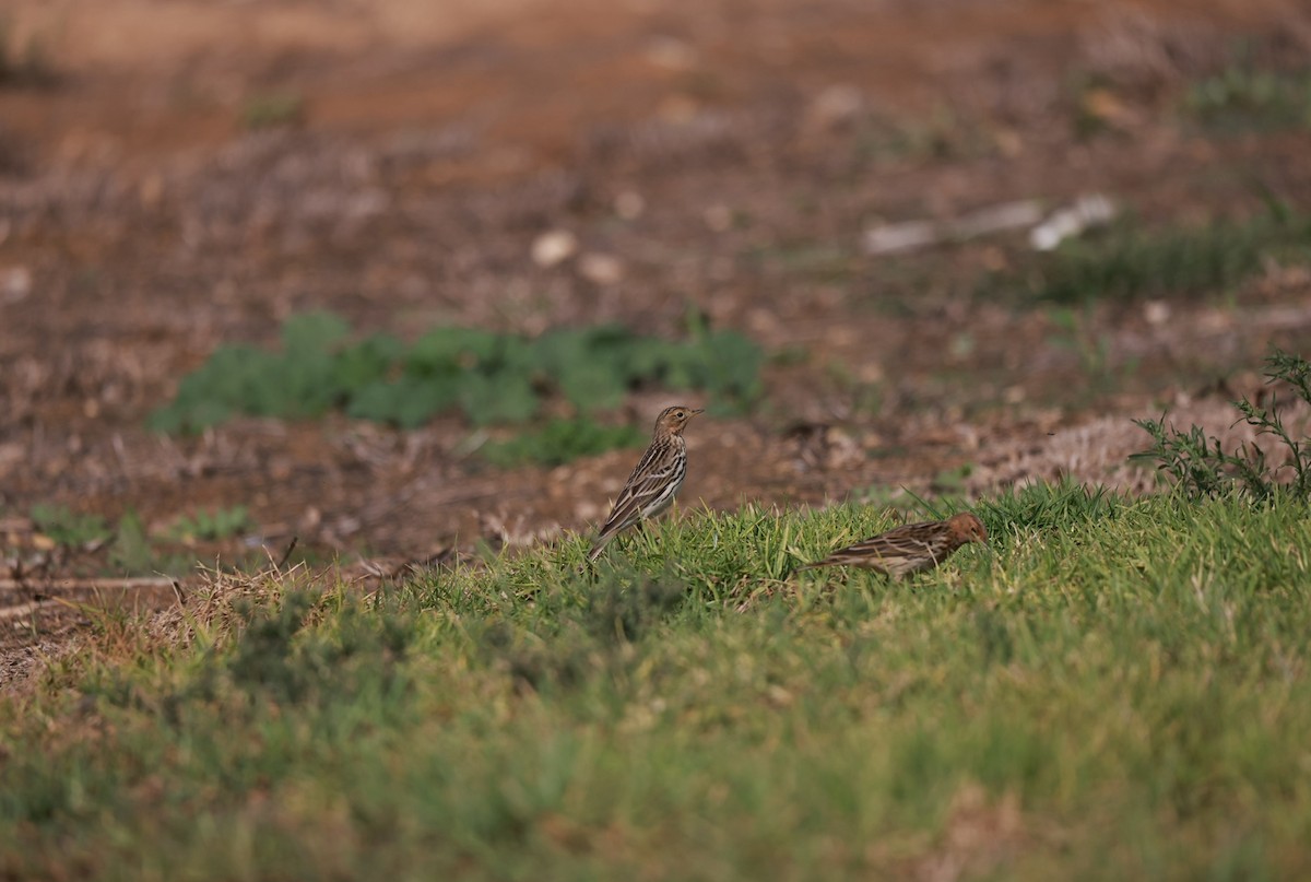 Red-throated Pipit - ML642325236