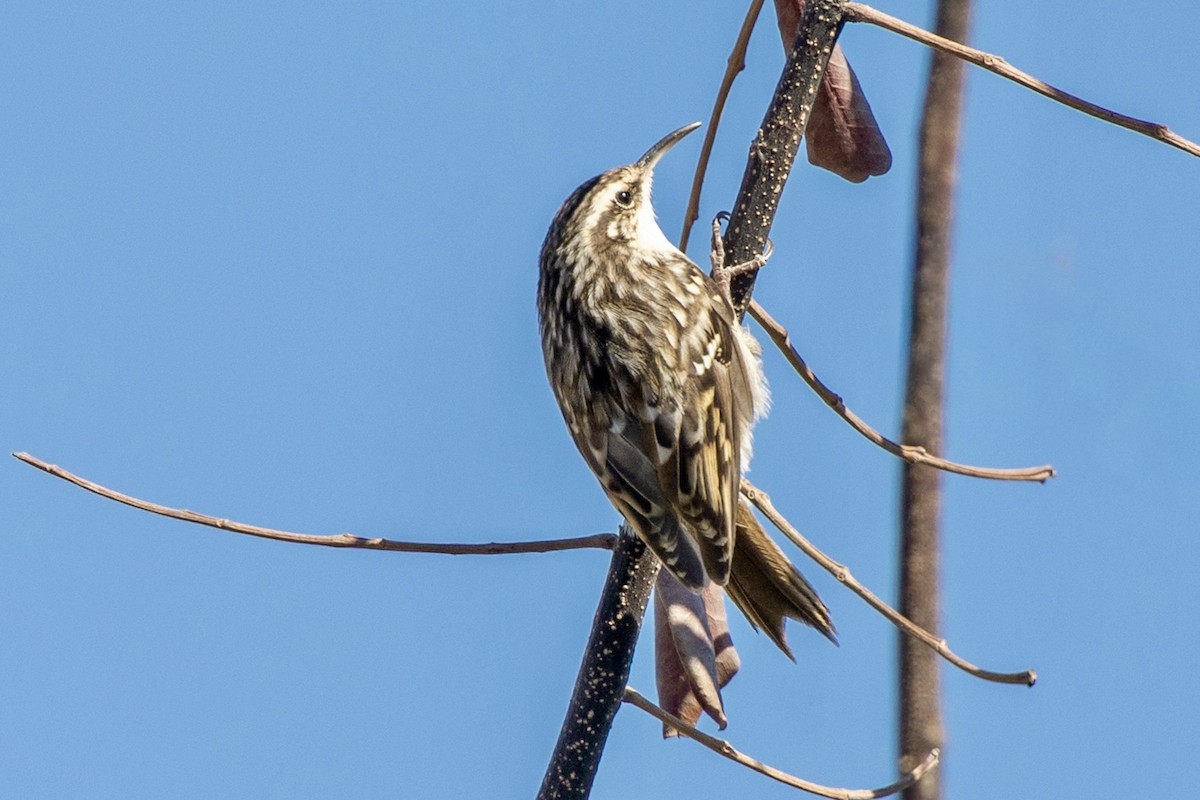 Short-toed Treecreeper - ML642325288