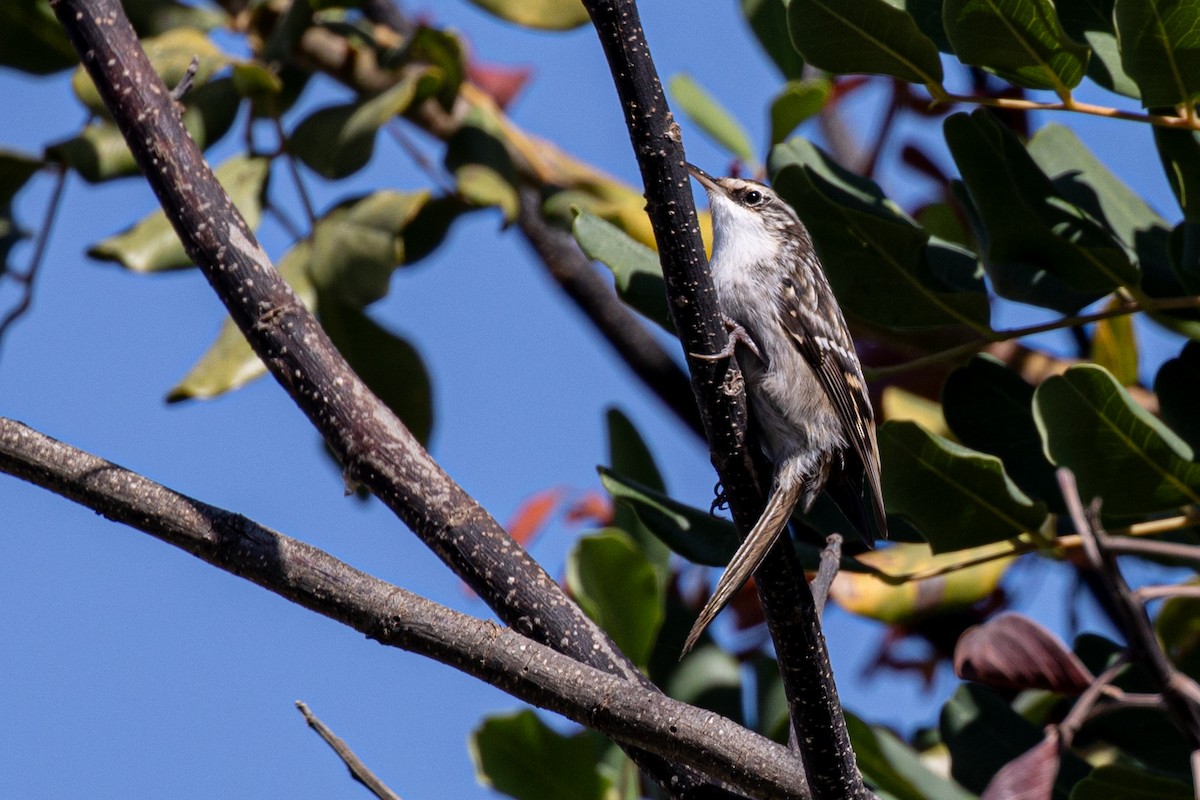 Short-toed Treecreeper - ML642325289