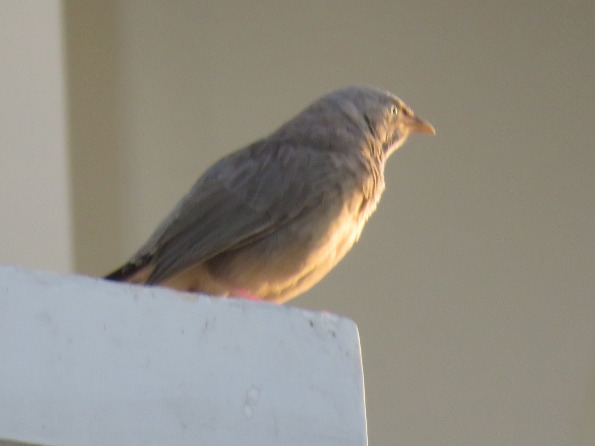 Jungle Babbler - ML642325351