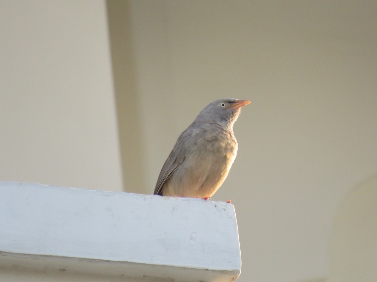 Jungle Babbler - ML642325352