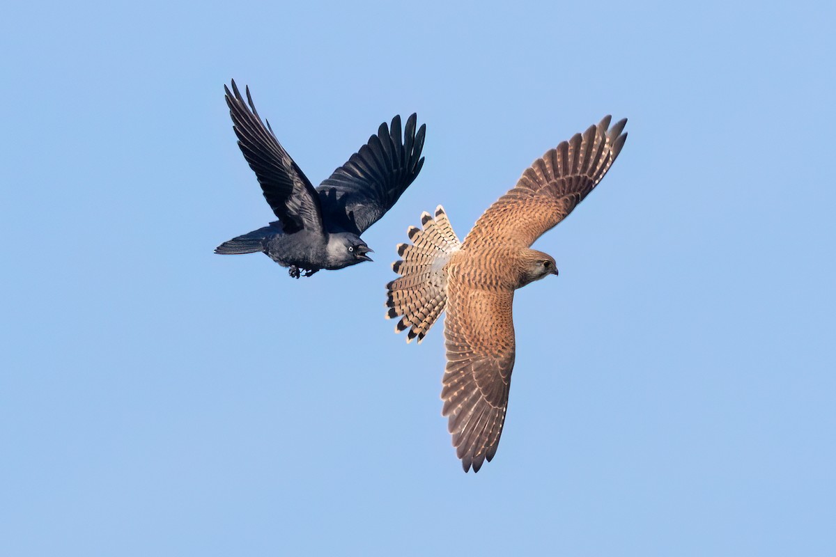 poštolka obecná [skupina tinnunculus] - ML642325376