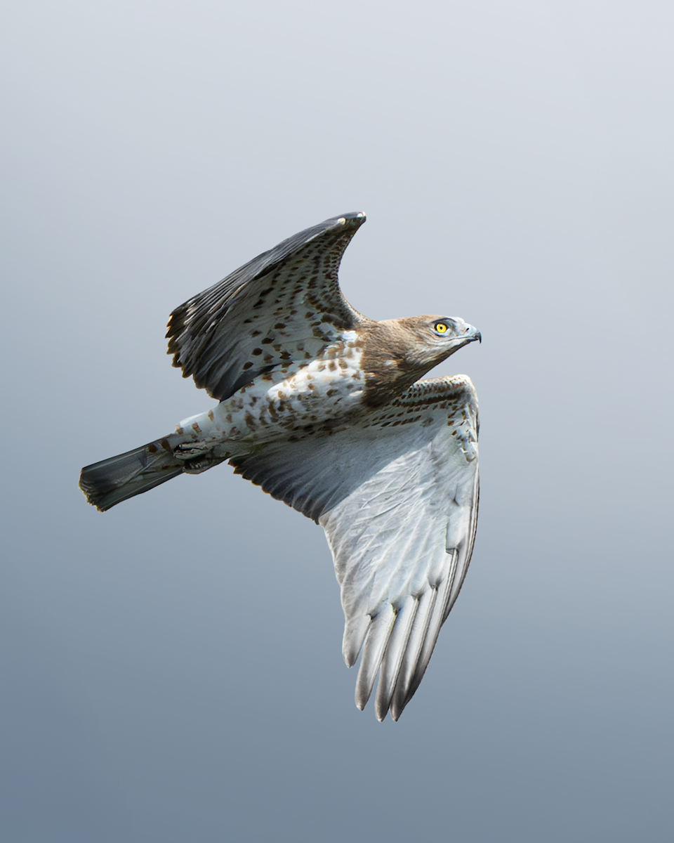 Short-toed Snake-Eagle - ML642325394