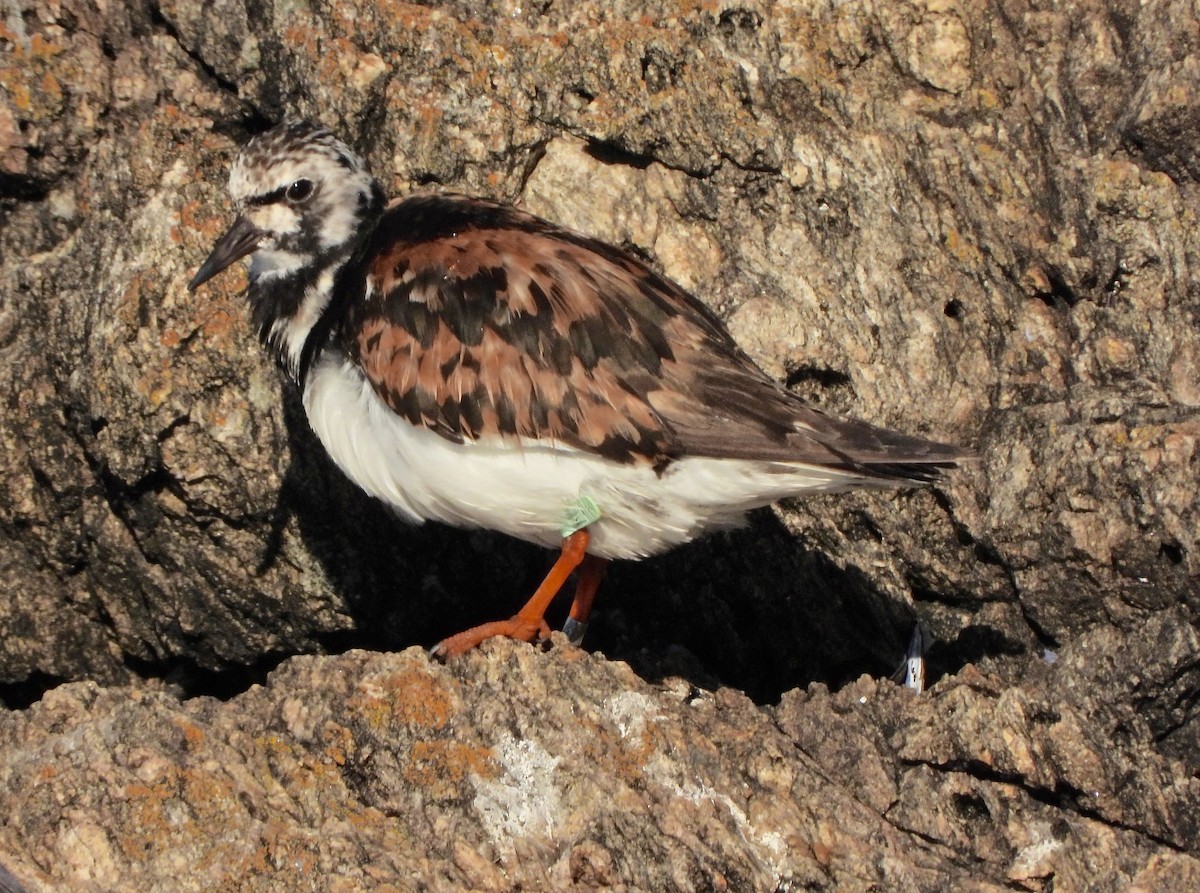 Ruddy Turnstone - ML642325401
