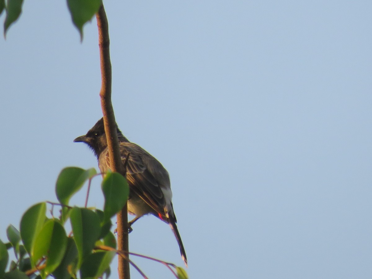 Red-vented Bulbul - ML642325404
