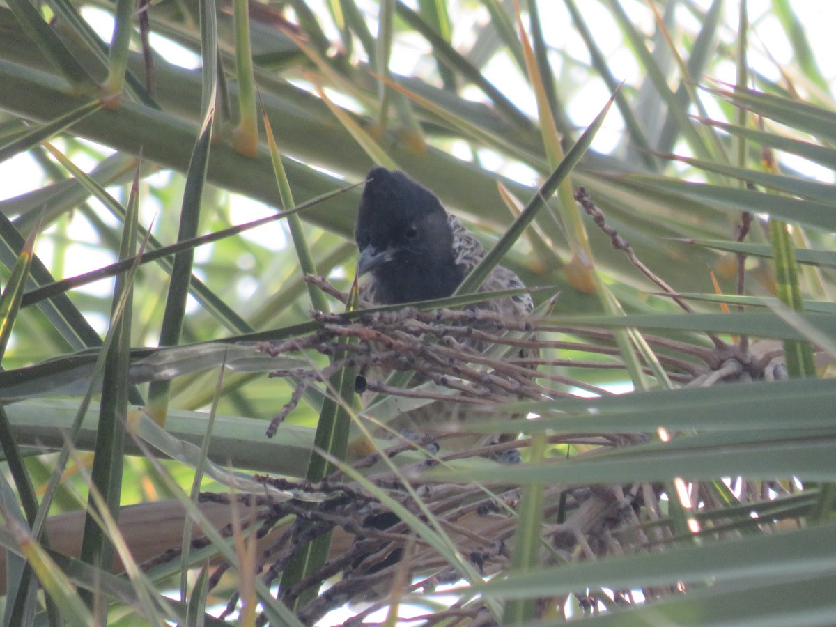 Red-vented Bulbul - ML642325408