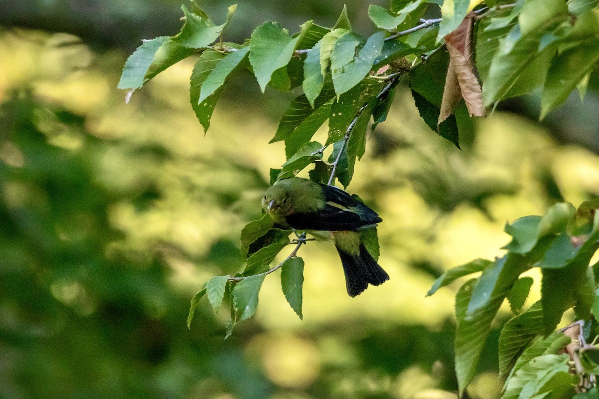 Scarlet Tanager - ML642325413