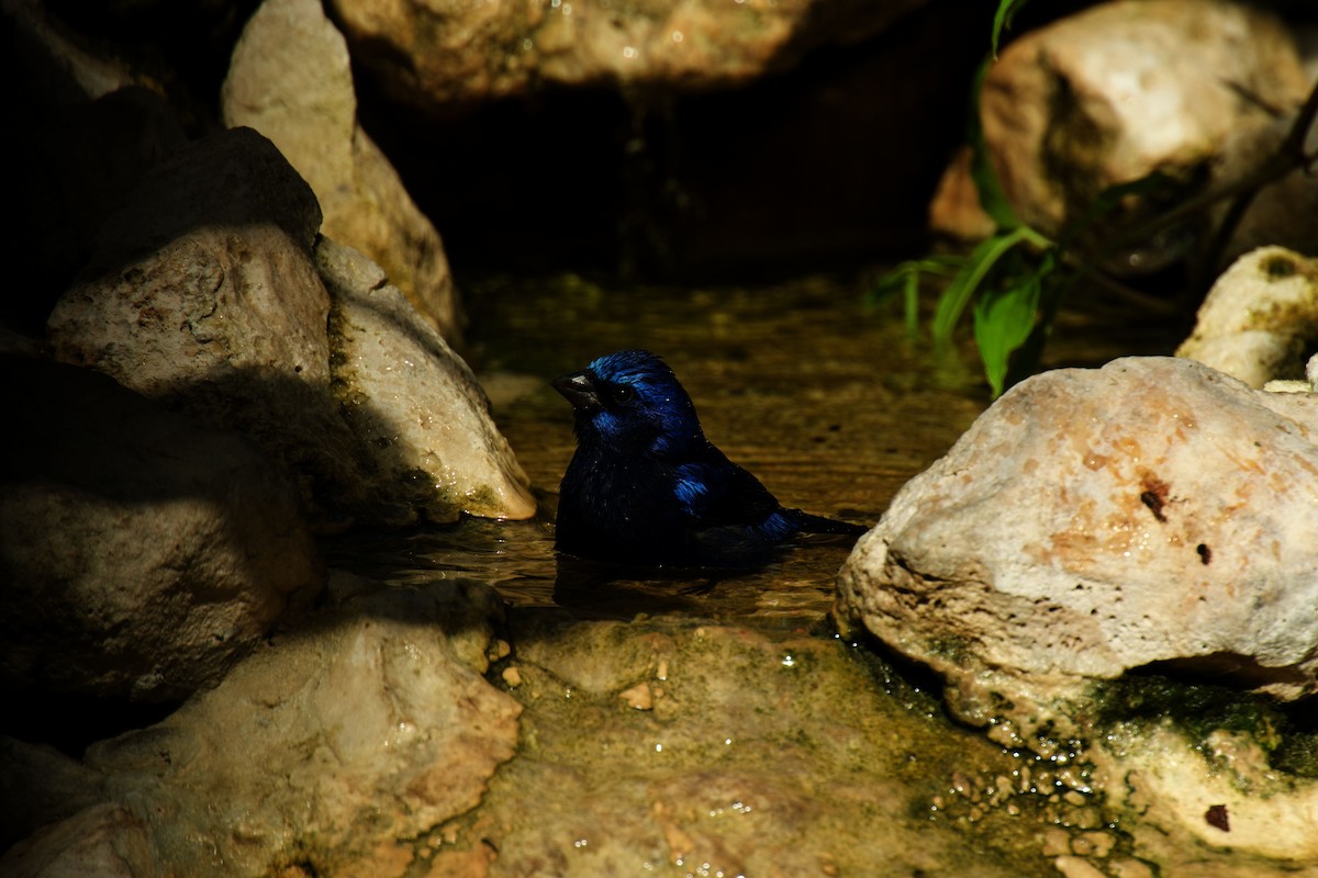 Blue Bunting (Middle America) - ML642325419