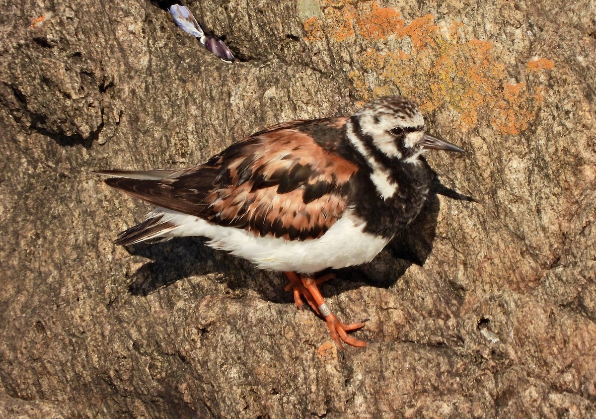 Ruddy Turnstone - ML642325423