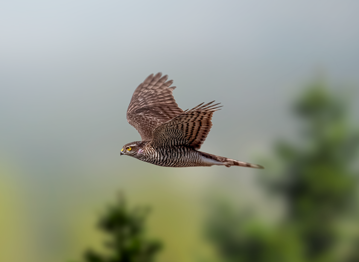 Eurasian Sparrowhawk - ML642325426