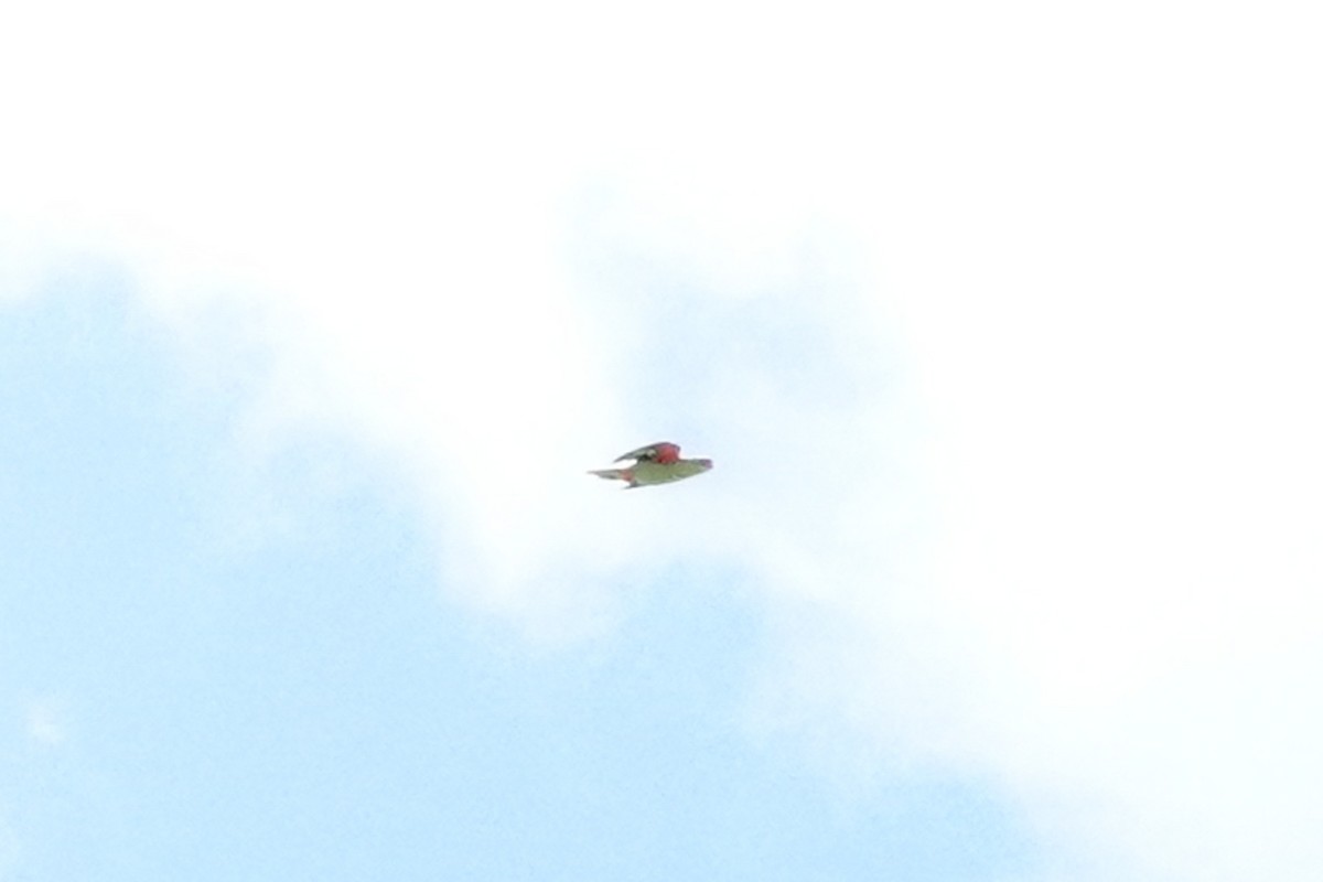 Papuan Eclectus - ML642325456