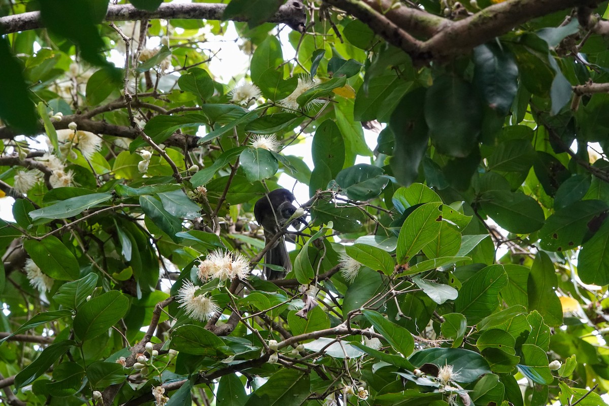 Tanimbar Friarbird - ML642325473