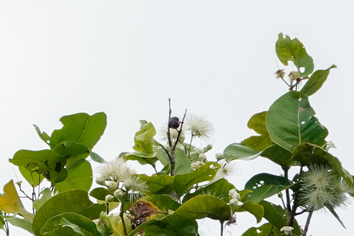 Pink-breasted Flowerpecker - ML642325502