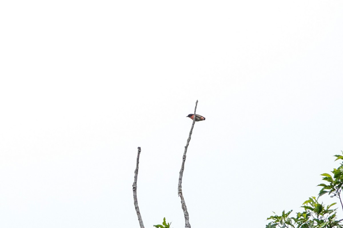 Pink-breasted Flowerpecker - ML642325503
