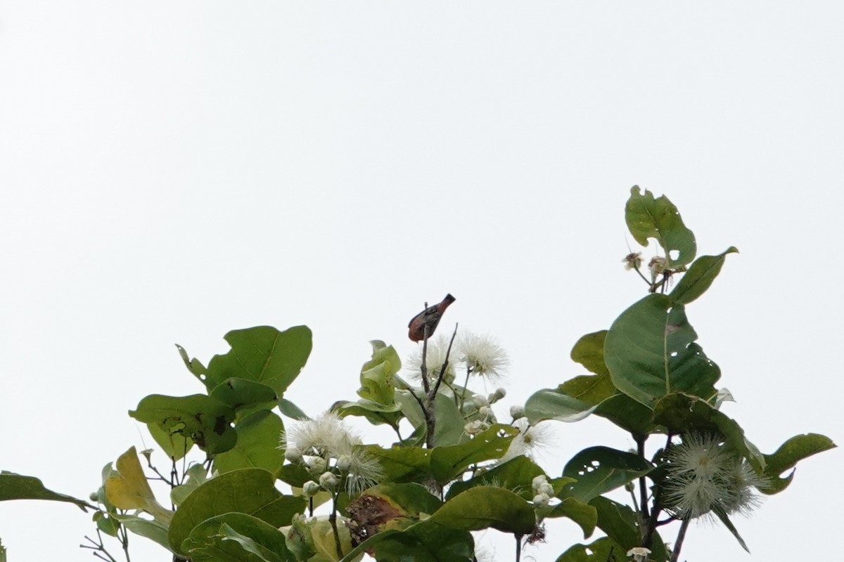 Pink-breasted Flowerpecker - ML642325504