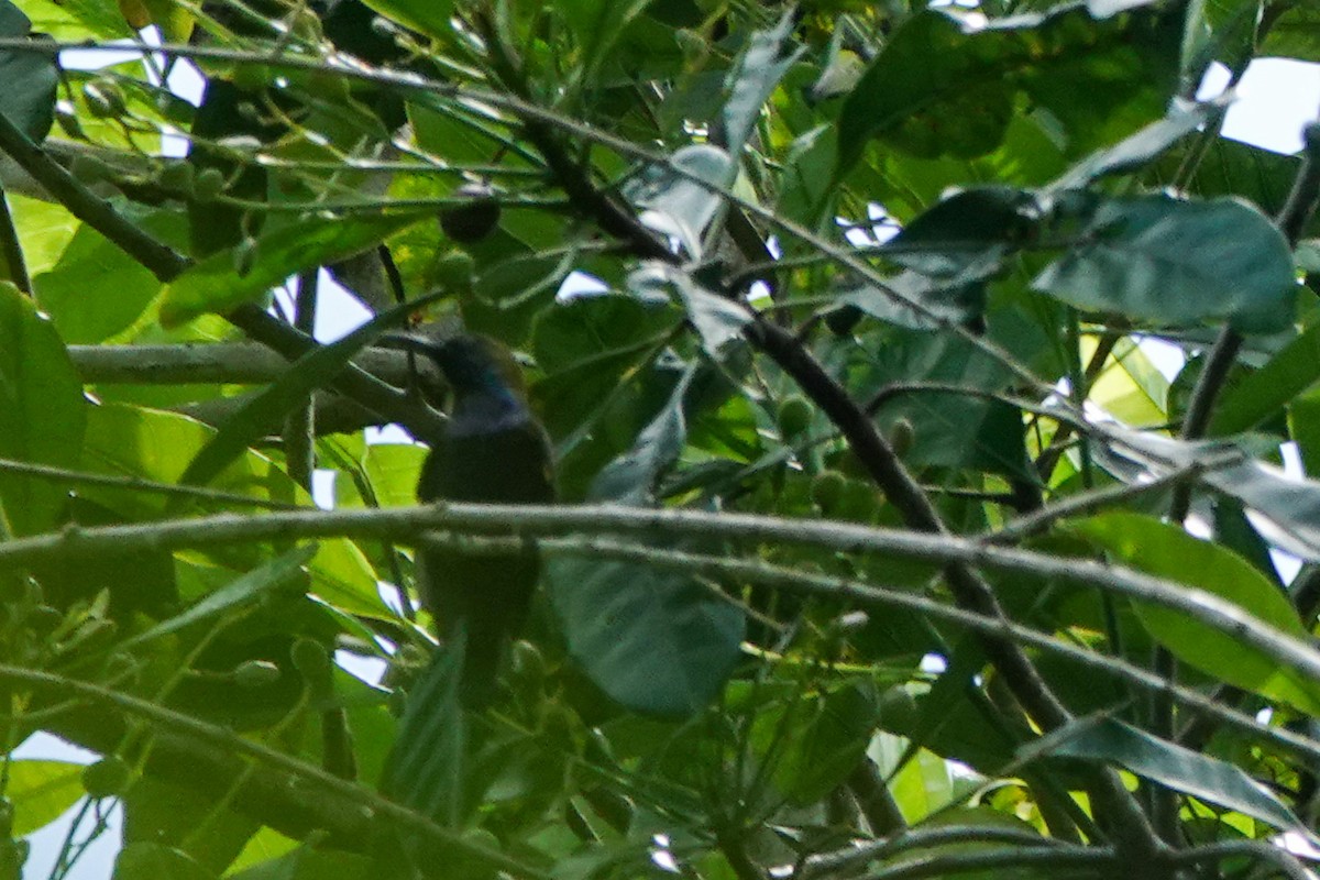 South Moluccan Sunbird - ML642325515