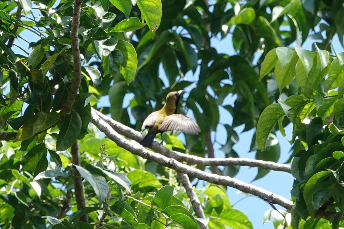 South Moluccan Sunbird - ML642325516