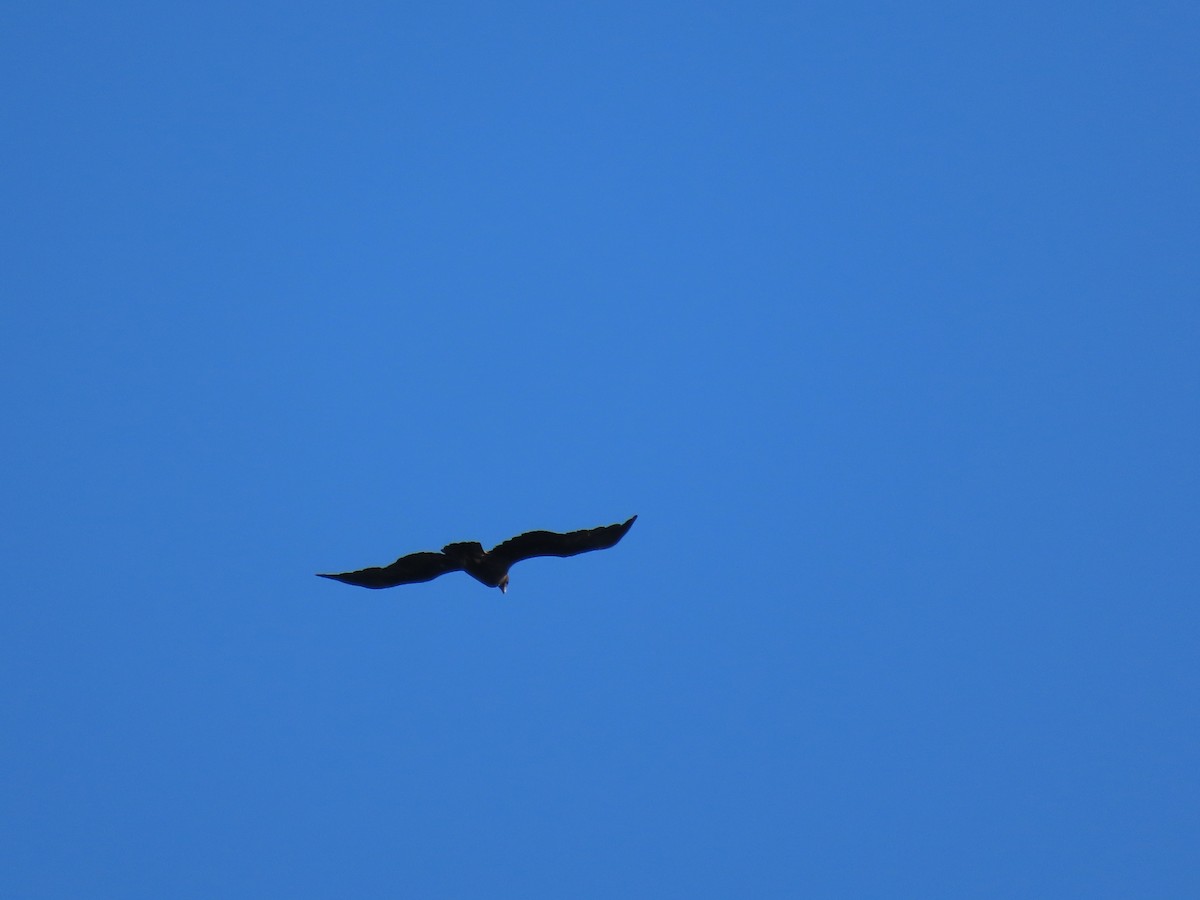 Golden Eagle - ML642325592