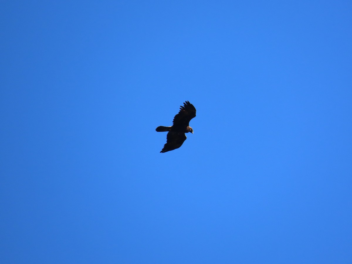 Golden Eagle - ML642325593