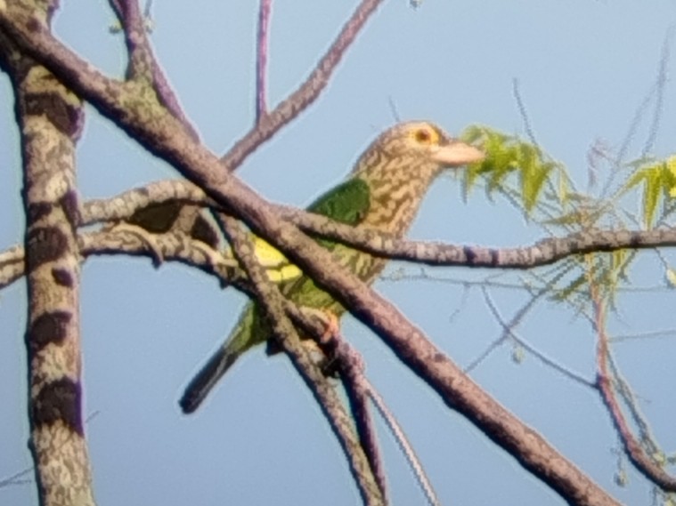 Lineated Barbet - ML642325596