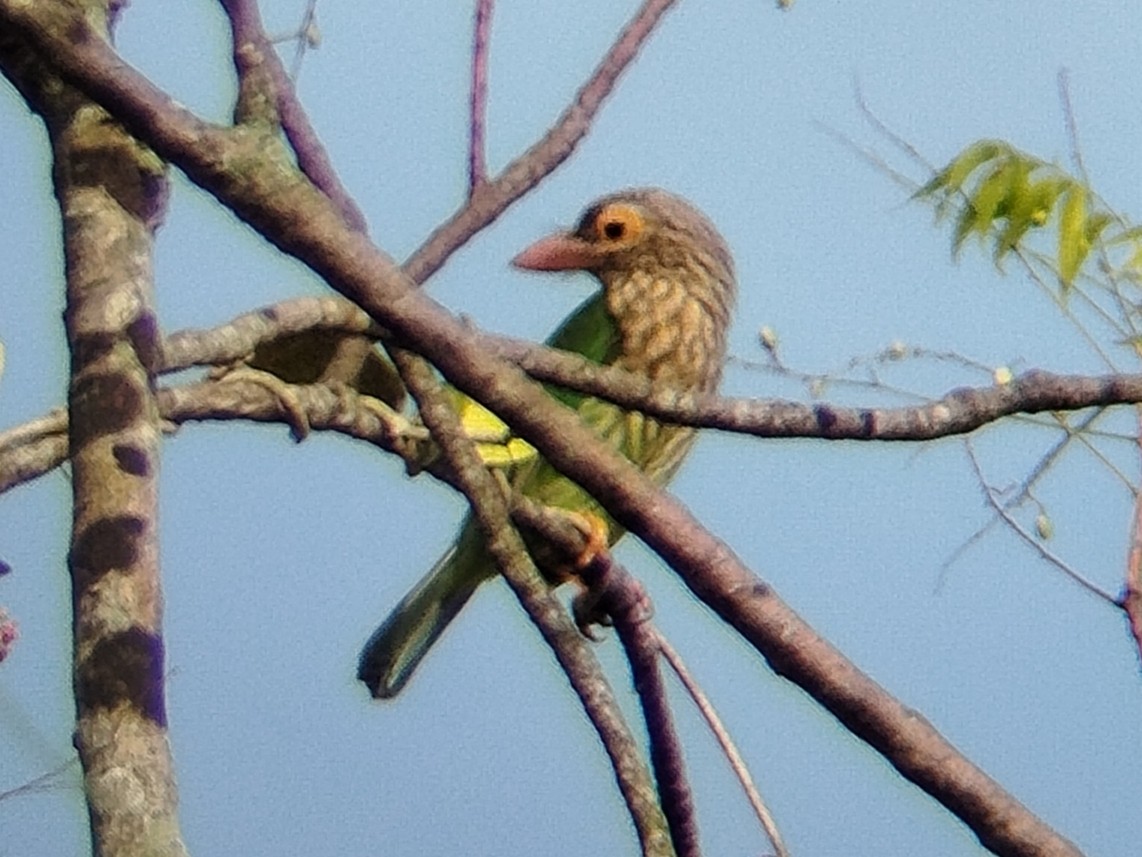 Lineated Barbet - ML642325597