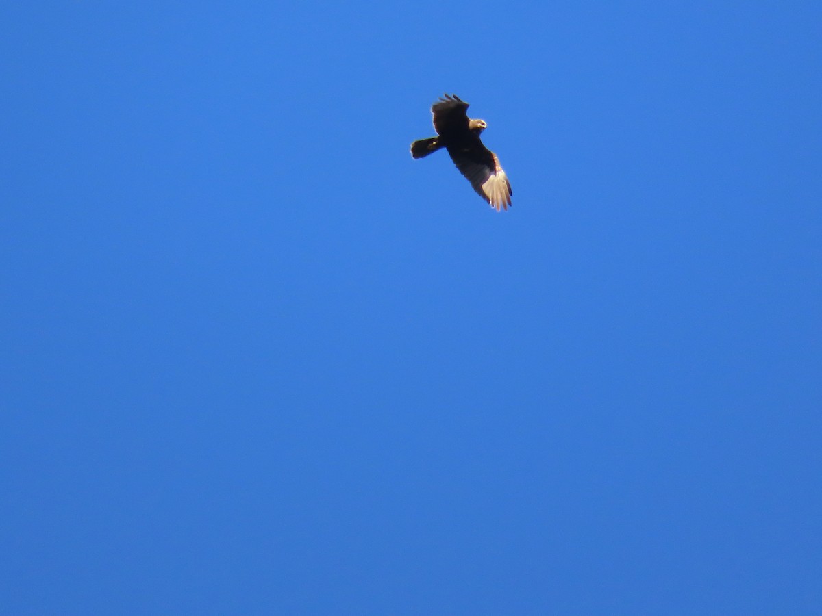 Western Marsh Harrier - ML642325599