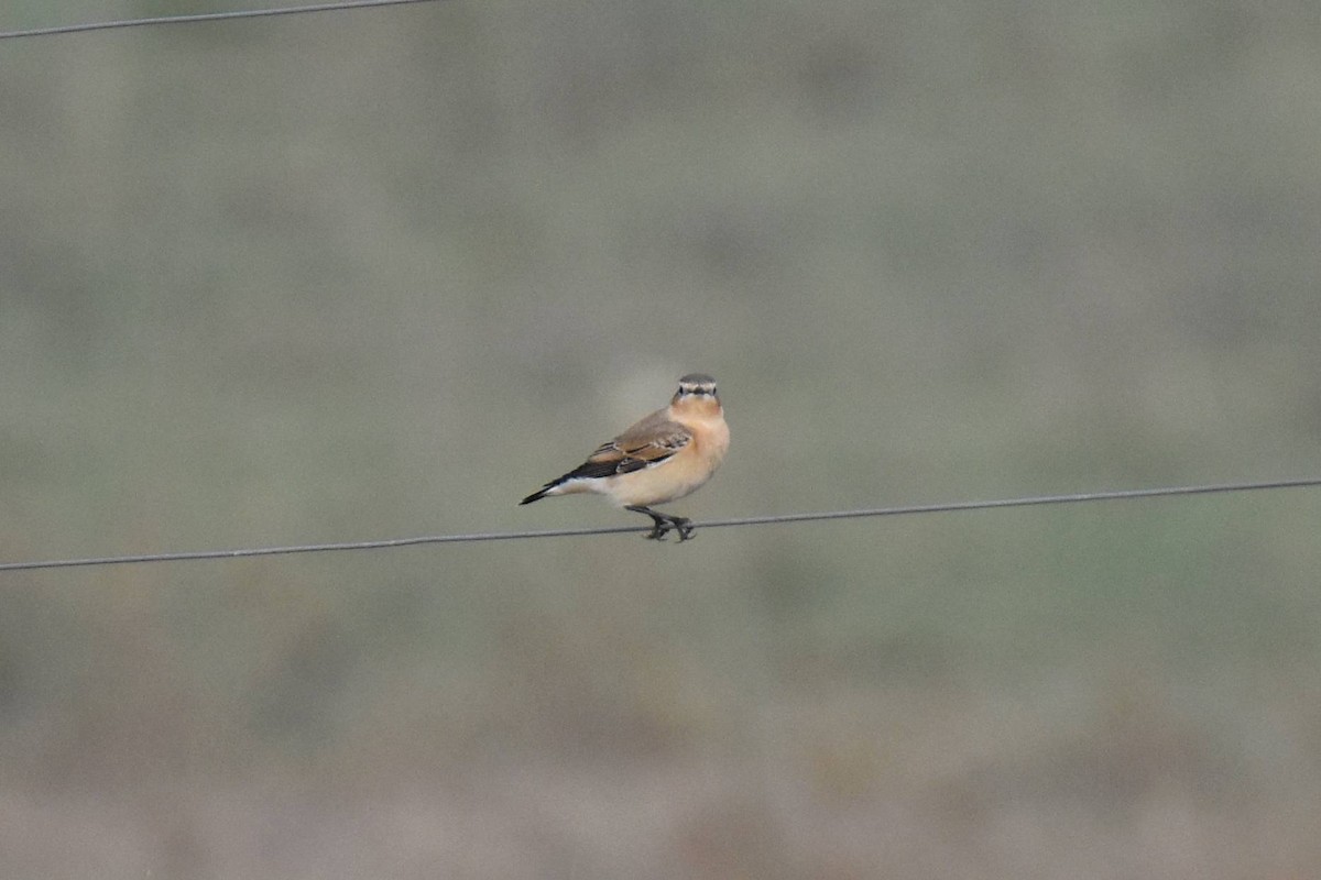 Northern Wheatear - ML642325665