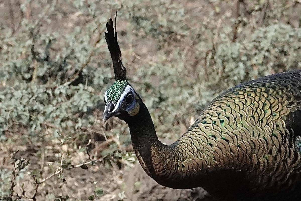 Green Peafowl - ML642325699