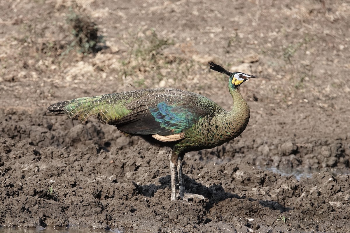Green Peafowl - ML642325703