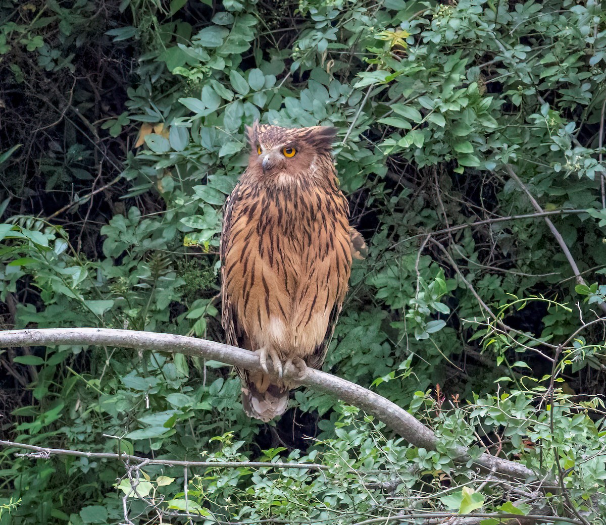 Tawny Fish-Owl - ML642325726