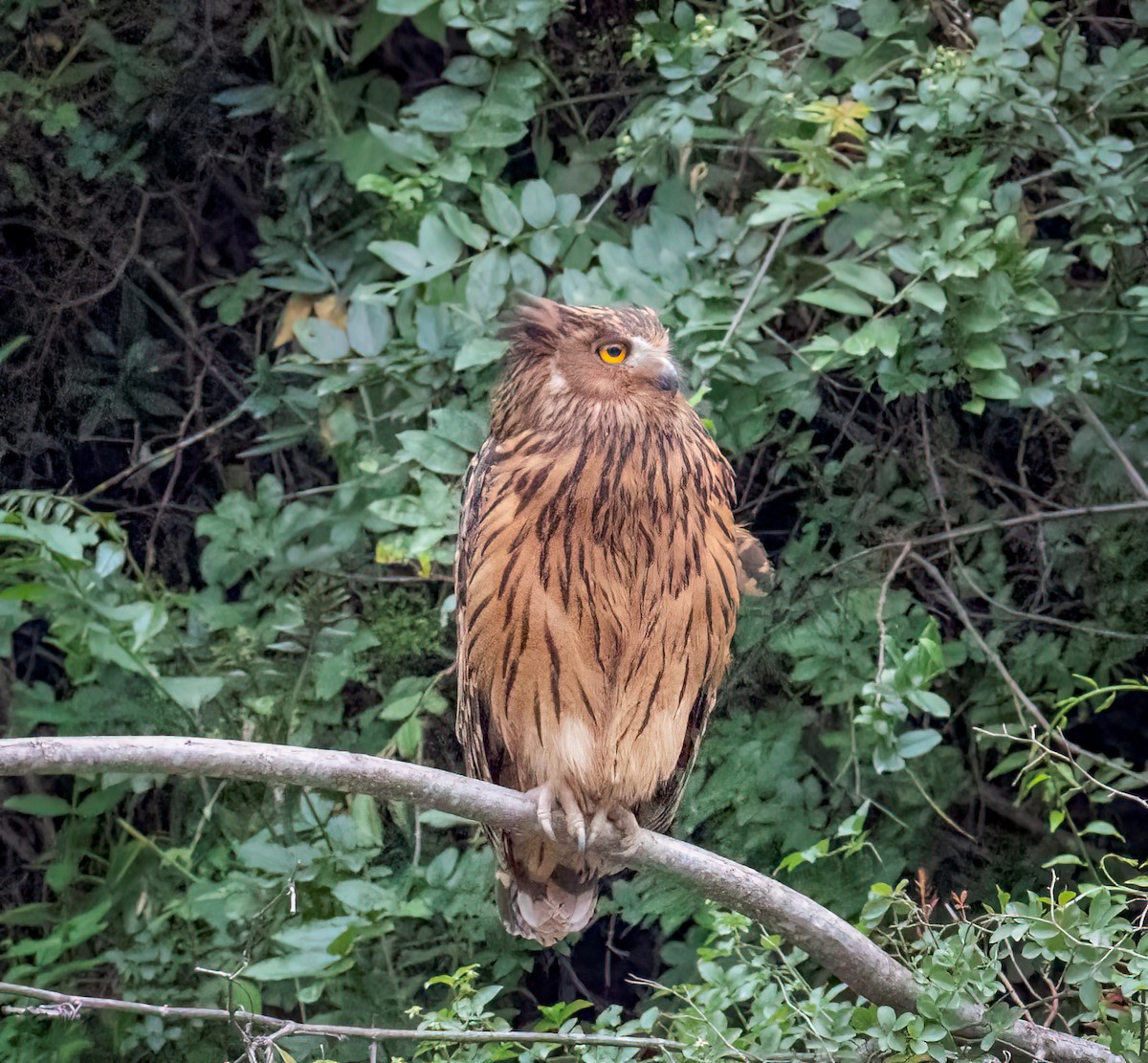 Tawny Fish-Owl - ML642325727