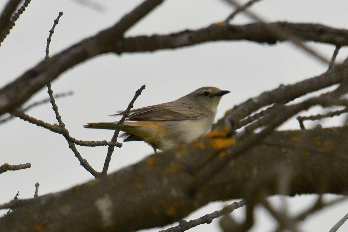 Rufous Songlark - ML642325728