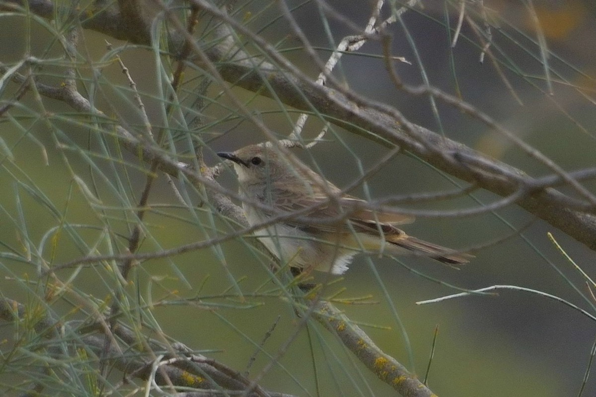 Rufous Songlark - ML642325737