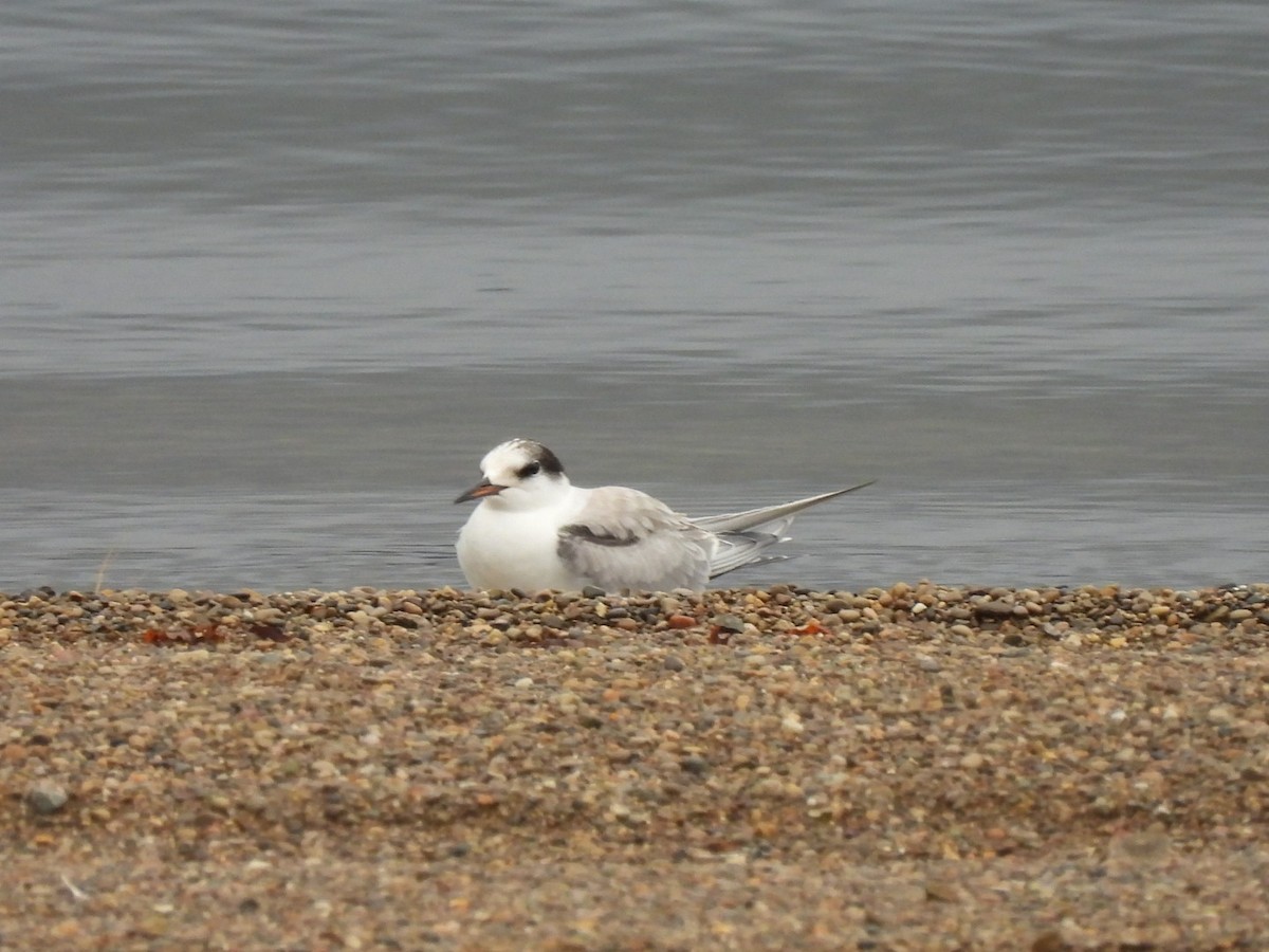 燕鷗 - ML642325756